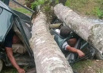 Mobil Tertimpa Pohon di Langkat 3 Tewas 2 Selamat
