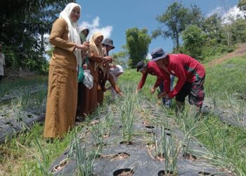 Desa Paloh Batee Kembangkan Sentra Produksi Bawang Merah