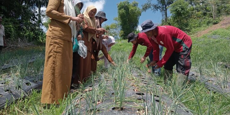 Desa Paloh Batee Kembangkan Sentra Produksi Bawang Merah