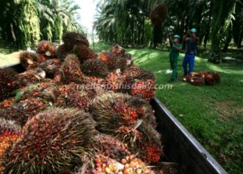Harga TBS Sawit di Sumatera Utara Terus Naik, Petani Menyambut Optimisme di Akhir Tahun