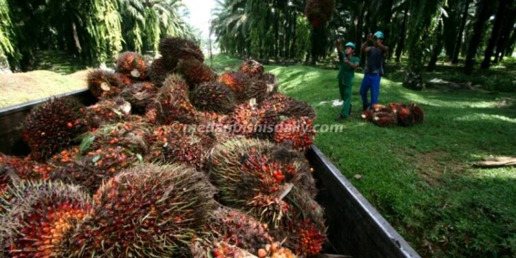 Harga TBS Sawit di Sumatera Utara Terus Naik, Petani Menyambut Optimisme di Akhir Tahun