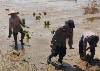Bhabinkamtibmas di Pasbar Ikut Tanam Padi, Guna Tingkatkan Hasil Panen