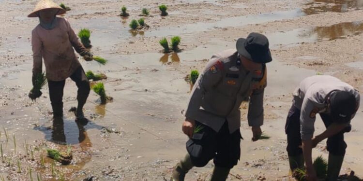 Bhabinkamtibmas di Pasbar Ikut Tanam Padi, Guna Tingkatkan Hasil Panen