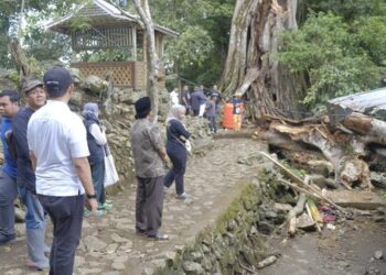 Pohon Tumbang di Situs Sejarah Petta Bulu Matanre, 9 Wisatawan Tewas, 8 Lainnya Terluka