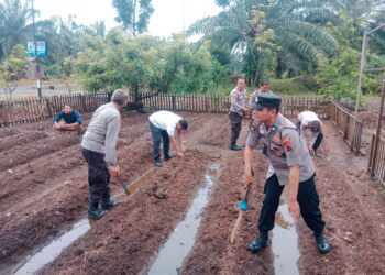 Personel Polri Tanam Benih Jagung Dihalaman Mapolsek Pasaman