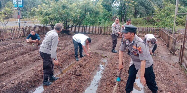 Personel Polri Tanam Benih Jagung Dihalaman Mapolsek Pasaman