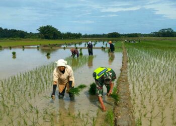 Babinsa TNI Ujung Tombak Ketahanan Pangan Nasional