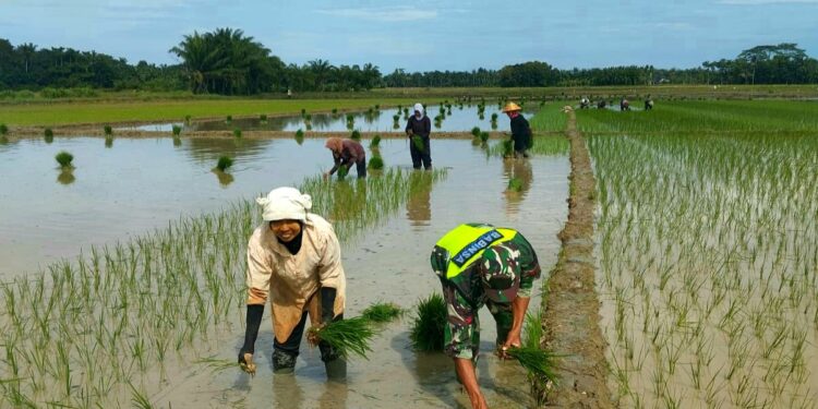 Babinsa TNI Ujung Tombak Ketahanan Pangan Nasional