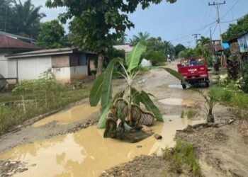 Warga Tanam Pohon Pisang di Jalan Rusak, Protes Pemerintah Desa Bukit Mas
