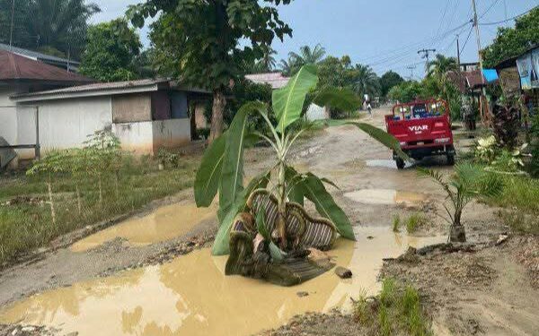 Warga Tanam Pohon Pisang di Jalan Rusak, Protes Pemerintah Desa Bukit Mas
