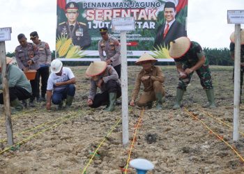Langkat Dukung Swasembada Pangan Nasional, Penanaman Jagung Serentak 1 Juta Hektare Dimulai
