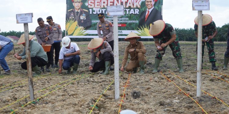Langkat Dukung Swasembada Pangan Nasional, Penanaman Jagung Serentak 1 Juta Hektare Dimulai