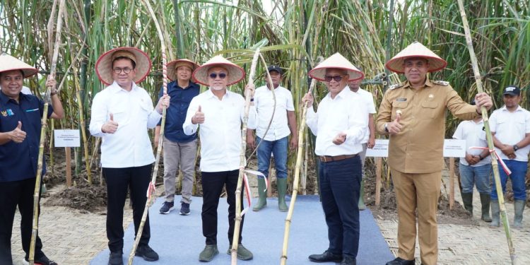 Menko Pangan dan Mendag Pantau Panen Perdana di Langkat, Pj. Bupati Tegaskan Dukungan Swasembada Gula