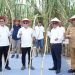 Menko Pangan dan Mendag Pantau Panen Perdana di Langkat, Pj. Bupati Tegaskan Dukungan Swasembada Gula