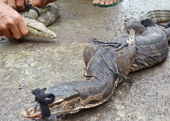 Dua Biawak Besar Jatuh dari Plafon Rumah Warga di Pemalang Saat Musim Hujan