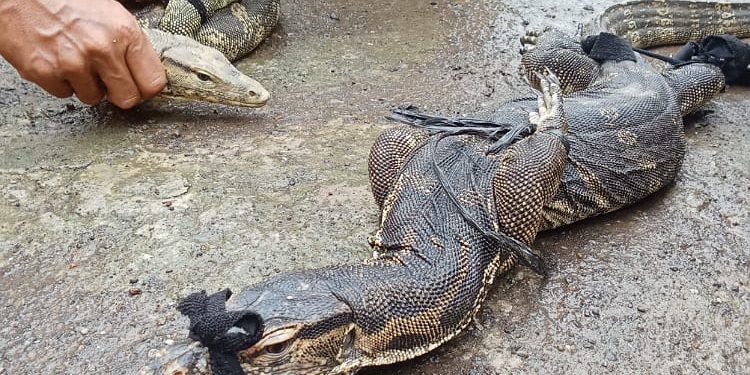Dua Biawak Besar Jatuh dari Plafon Rumah Warga di Pemalang Saat Musim Hujan