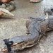 Dua Biawak Besar Jatuh dari Plafon Rumah Warga di Pemalang Saat Musim Hujan