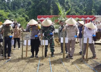 Dukung Ketahanan Pangan Nasional, Pasbar Ikuti Penanaman Padi Gogo di Lahan Perkebunan