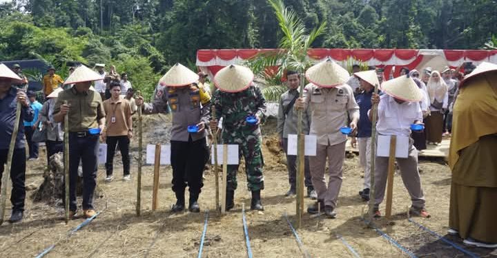 Dukung Ketahanan Pangan Nasional, Pasbar Ikuti Penanaman Padi Gogo di Lahan Perkebunan