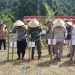 Dukung Ketahanan Pangan Nasional, Pasbar Ikuti Penanaman Padi Gogo di Lahan Perkebunan