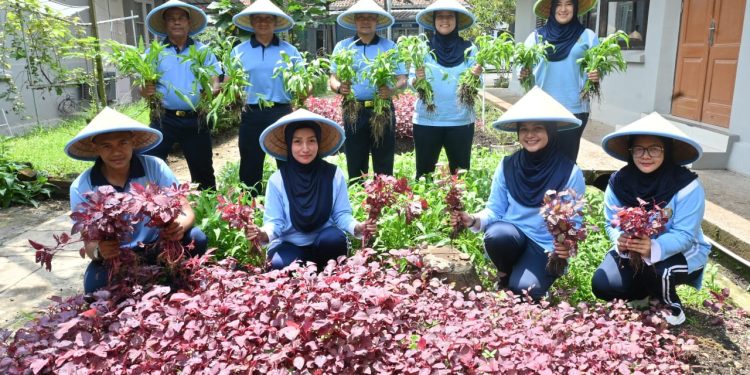 Lanud Husein Sastranegara Panen Sayuran, Dukung Ketahanan Pangan Nasional