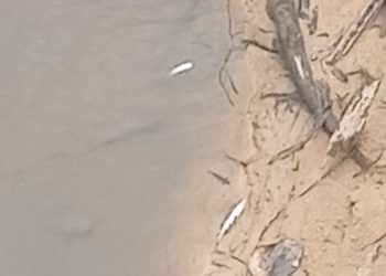 Limbah PKS PTPN 4 PSL Diduga Cemari Sungai Besilam, Ikan Mabuk dan Mati