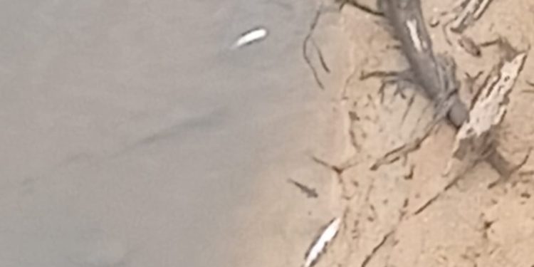 Limbah PKS PTPN 4 PSL Diduga Cemari Sungai Besilam, Ikan Mabuk dan Mati