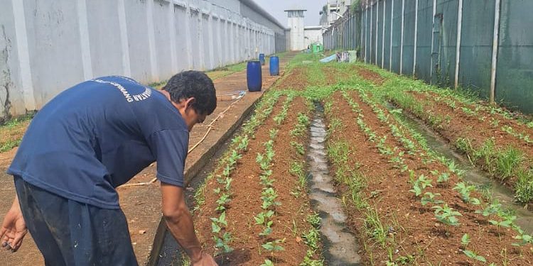 Lapas Cipinang Manfaatkan Musim Hujan untuk Ketahanan Pangan, Warga Binaan Diberdayakan dengan Keterampilan Bertani