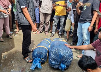 Petugas Gabungan Berhasil Menangkap Kurir Yang Membawa 2 Karung Ganja Kering
