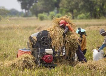 Harga Beras di Jepang Tembus Rp 86.156/Kg, RI Waspada Krisis Pangan Global