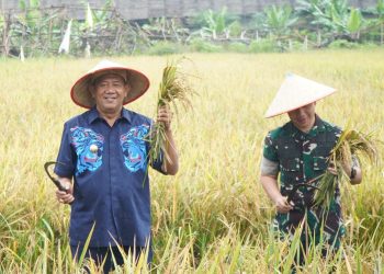 Bupati Langkat Hadiri Panen Raya Serentak: Dukung Langkah Presiden Prabowo Wujudkan Swasembada Pangan