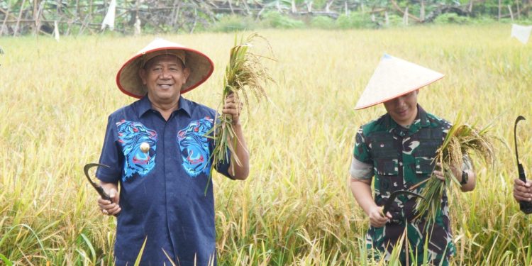 Bupati Langkat Hadiri Panen Raya Serentak: Dukung Langkah Presiden Prabowo Wujudkan Swasembada Pangan