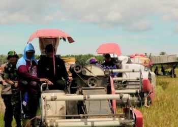 Wabup Pasbar Bersama Petani Sialang Jaya Kinali Panen Raya Program Swasembada Pangan