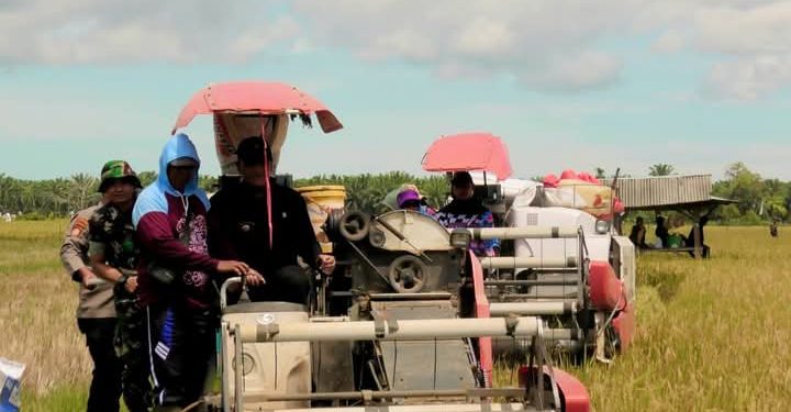Wabup Pasbar Bersama Petani Sialang Jaya Kinali Panen Raya Program Swasembada Pangan