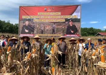 Satbrimob Polda Sumbar Panen Jagung di Pasbar, Pemda Apresiasi Dukungan terhadap Ketahanan Pangan