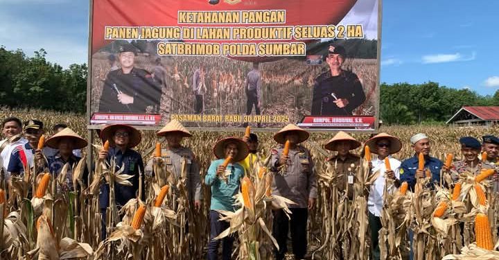 Satbrimob Polda Sumbar Panen Jagung di Pasbar, Pemda Apresiasi Dukungan terhadap Ketahanan Pangan