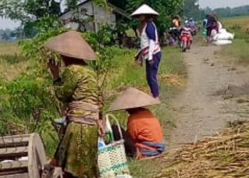 Tradisi Nyesrek, Warisan Penuh Makna di Tengah Musim Panen Pemalang