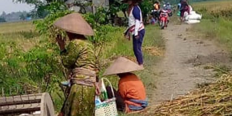 Tradisi Nyesrek, Warisan Penuh Makna di Tengah Musim Panen Pemalang