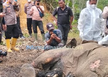 Bangkai Gajah Sumatera Ditemukan Didekat Kawasan TN Gunung Leuser Besitang, Langkat