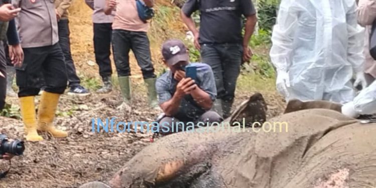 Bangkai Gajah Sumatera Ditemukan Didekat Kawasan TN Gunung Leuser Besitang, Langkat