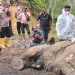 Bangkai Gajah Sumatera Ditemukan Didekat Kawasan TN Gunung Leuser Besitang, Langkat