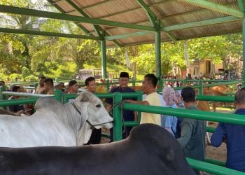 Wabup Pasbar M. Ihpan Tinjau Kesehatan Hewan Kurban di Pasar Ternak Jelang Idul Adha 1446 H