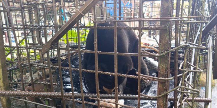 Warga Langkat Serahkan Sukarela Beruang Madu ke BKSDA