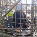 Warga Langkat Serahkan Sukarela Beruang Madu ke BKSDA