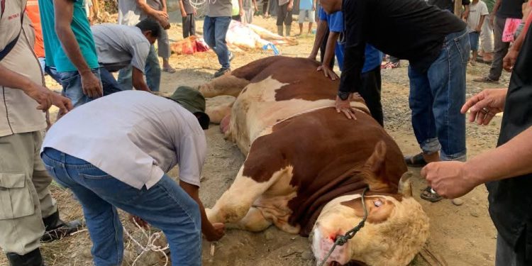 Presiden Republik Indonesia Prabowo Subianto Berkurban Sapi Seberat 1 Ton di Pasaman Barat