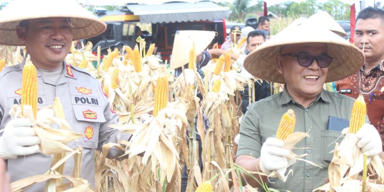 Bupati Pasbar Yulianto bersama Kapolres AKBP Agung Tribawanto Ikuti Panen Raya Jagung Serentak Kuartal II di Sukamenanti