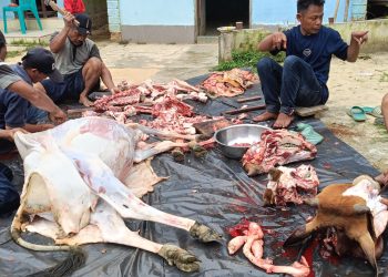 Yayasan Al-Ma’arif Gebang Sembelih 5 Ekor Sapi Qurban pada Idul Adha 1446 H, Daging Disalurkan ke Siswa dan Warga Sekitar