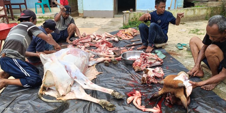 Yayasan Al-Ma’arif Gebang Sembelih 5 Ekor Sapi Qurban pada Idul Adha 1446 H, Daging Disalurkan ke Siswa dan Warga Sekitar