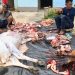 Yayasan Al-Ma’arif Gebang Sembelih 5 Ekor Sapi Qurban pada Idul Adha 1446 H, Daging Disalurkan ke Siswa dan Warga Sekitar