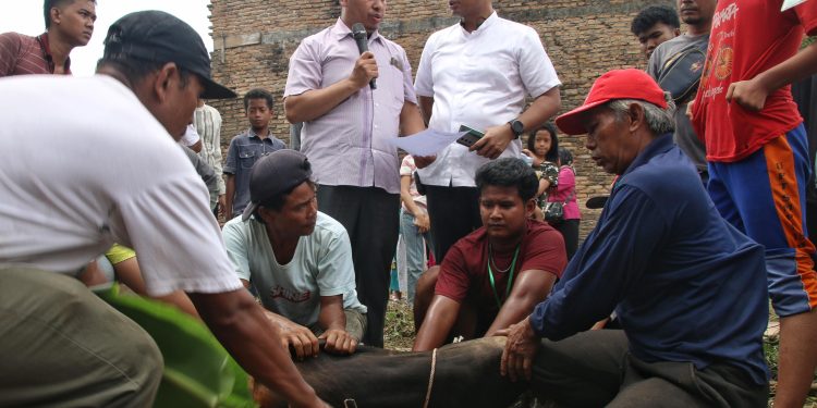 Projo Muda Sumut dan RKBN Salurkan 1.000 Paket Daging Kurban, Perkuat Semangat Gotong Royong di Hari Raya Iduladha